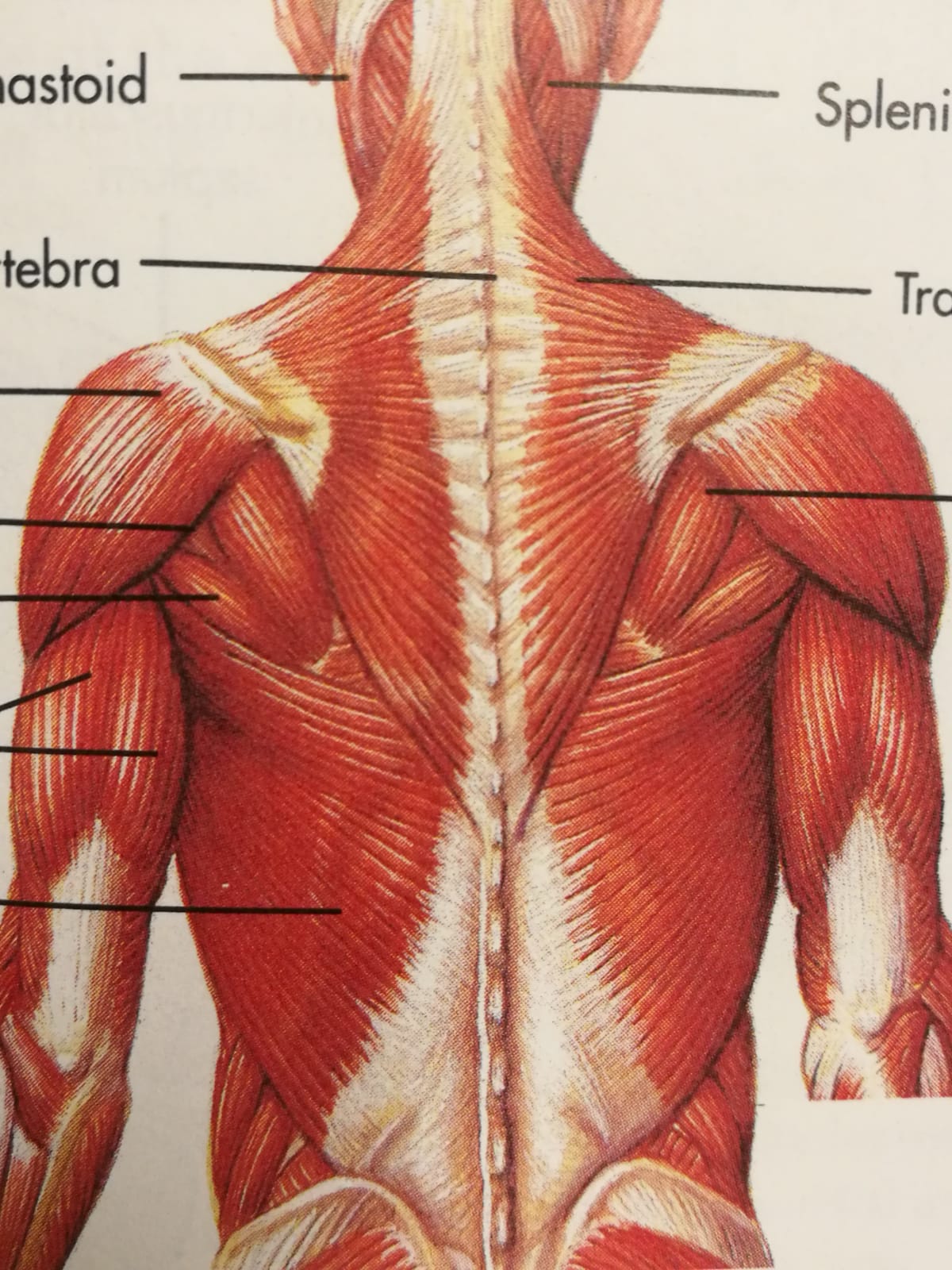 What Is Functional Human Anatomy